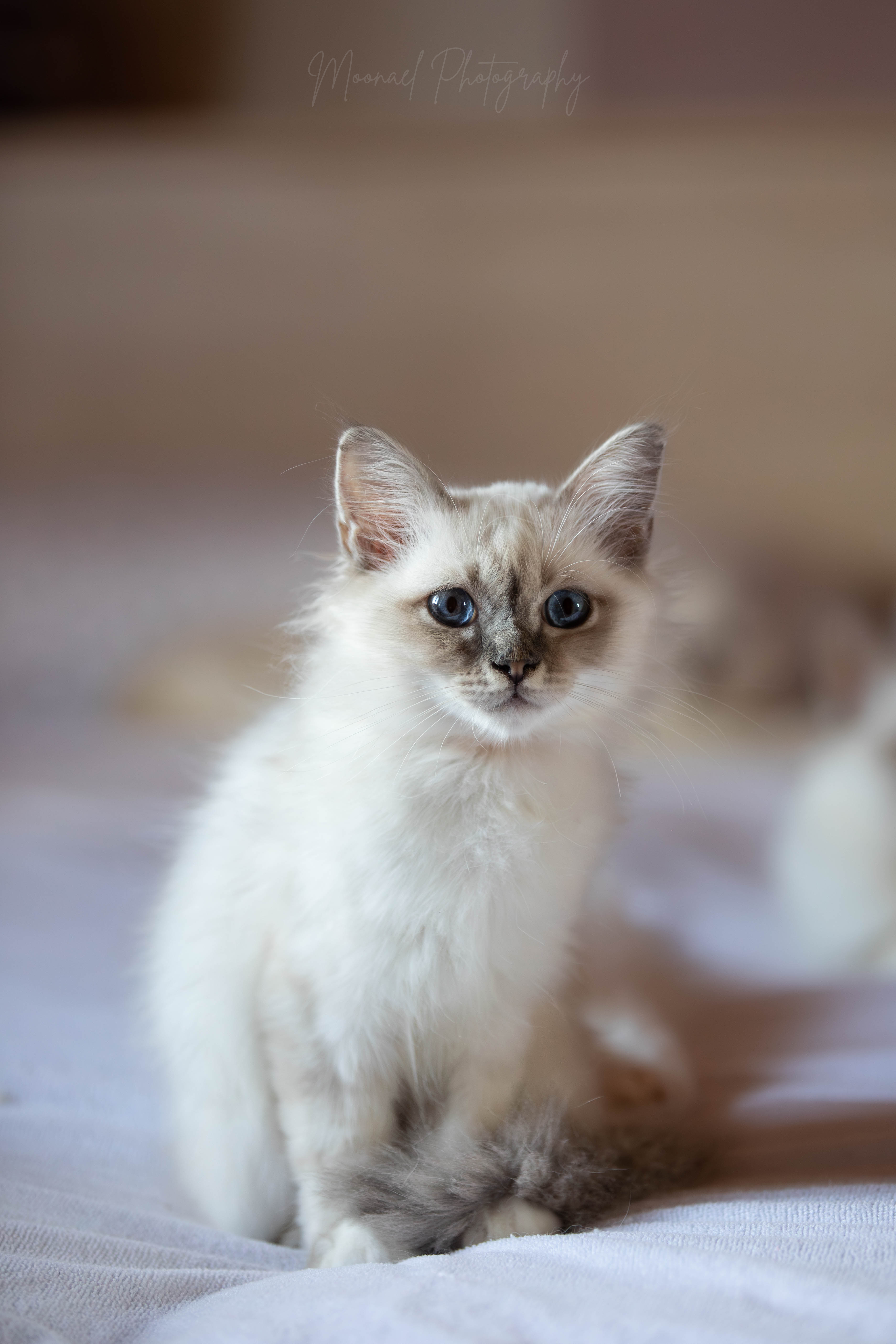 Photo de AILOUROS BLUE TABBY